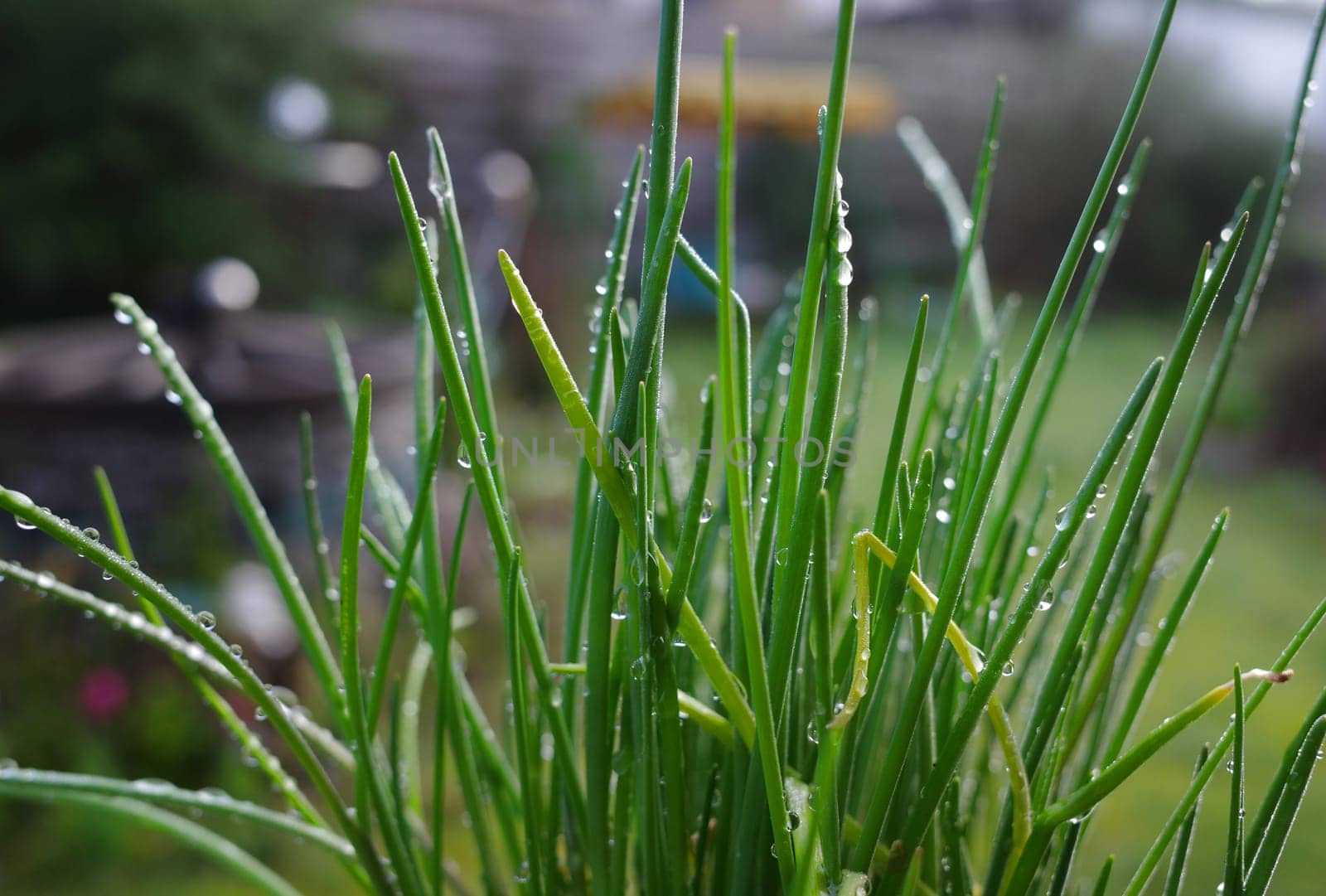 Raindrops on a chives plant. Blurred background