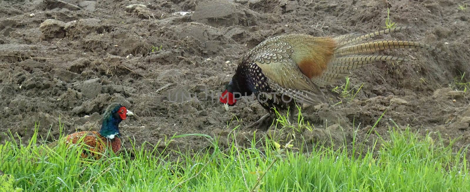 Encounter between two male pheasants. Looks like they're going to fight