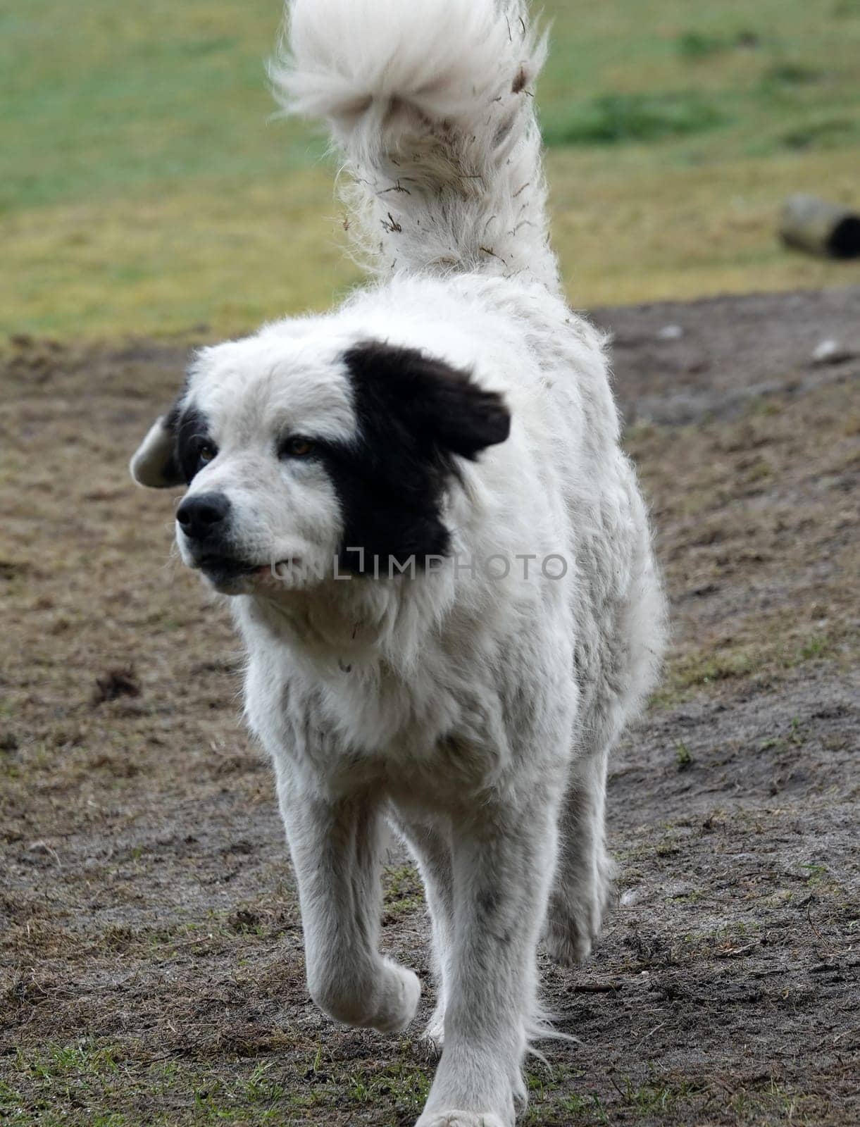 A Mastín del Pirineo or Pyrenean Mastiff runs in the direction of the photographer. He is kept to watch over a sheep herd.