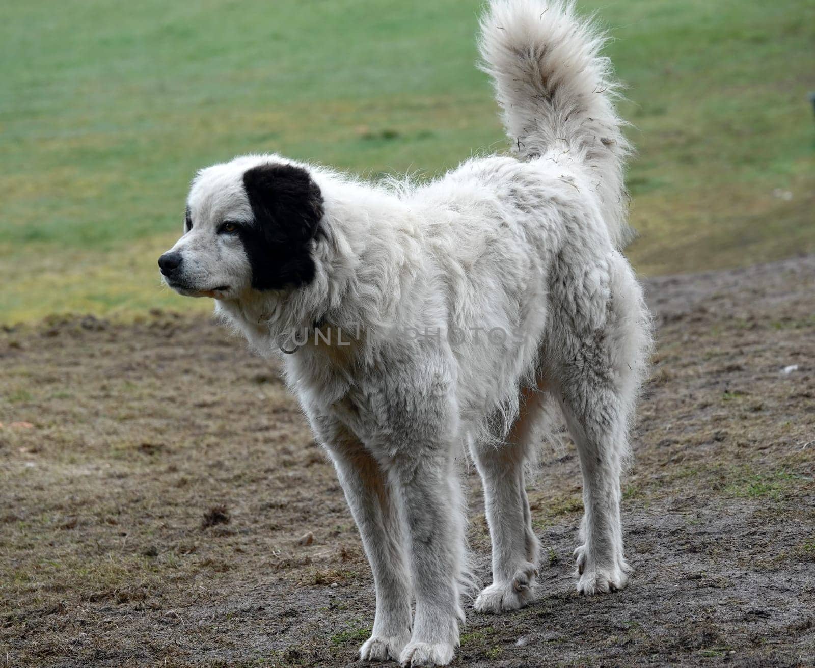 Watchful Mastín del Pirineo or Pyrenean Mastiff. He is kept to watch over a sheep herd.