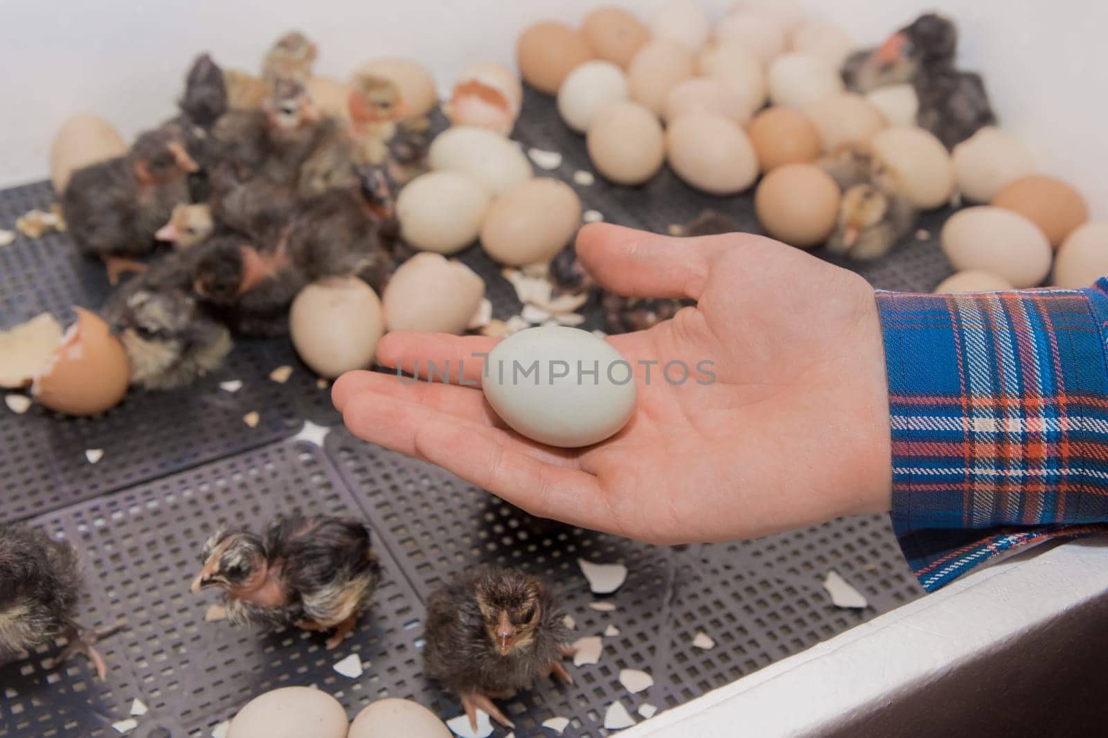 Farmer's hand close-up holding hatching chicken small egg against background of chickens in incubator, poultry farming.
