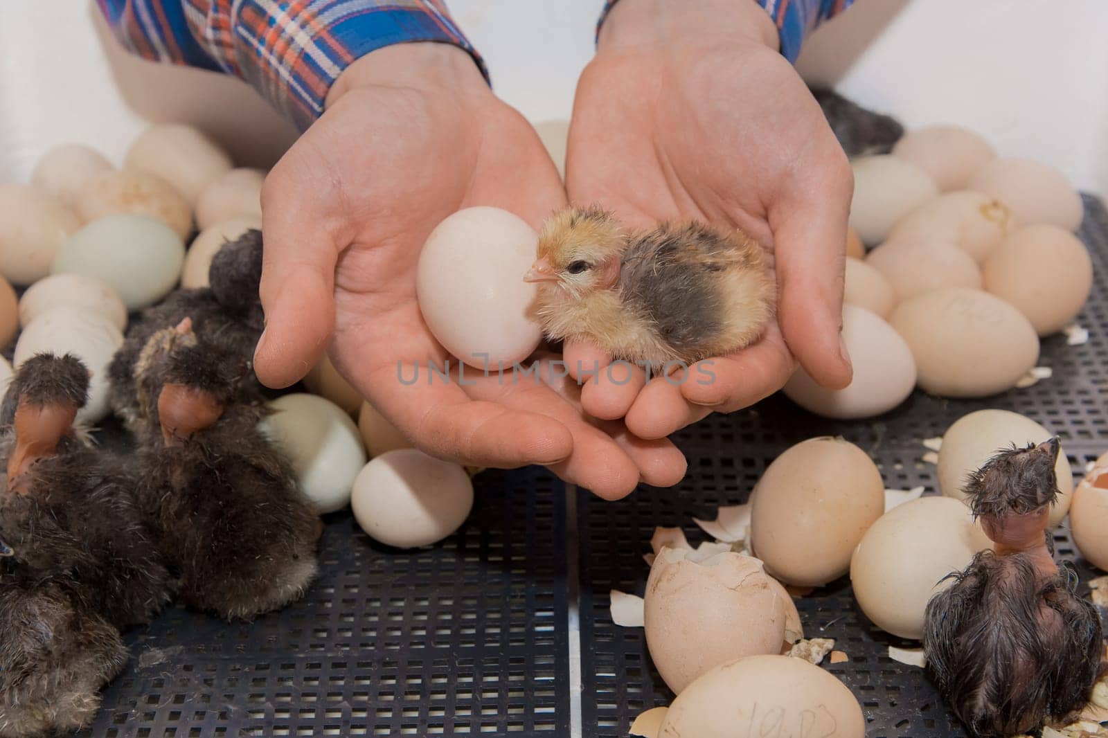 The hands of a male farmer hold a chicken egg and a small fluffy chick next to an incubation in an incubator.