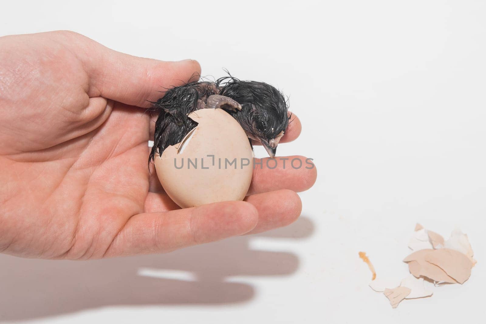 Farmer's hand close-up holding egg hatching eggshell with newborn cute wet chicken chick on white background.