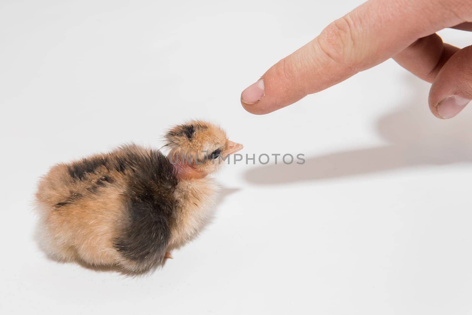 Farmer's hand touching with his finger a small fluffy cute newborn chick chicken on a white background, close-up by AYDO8