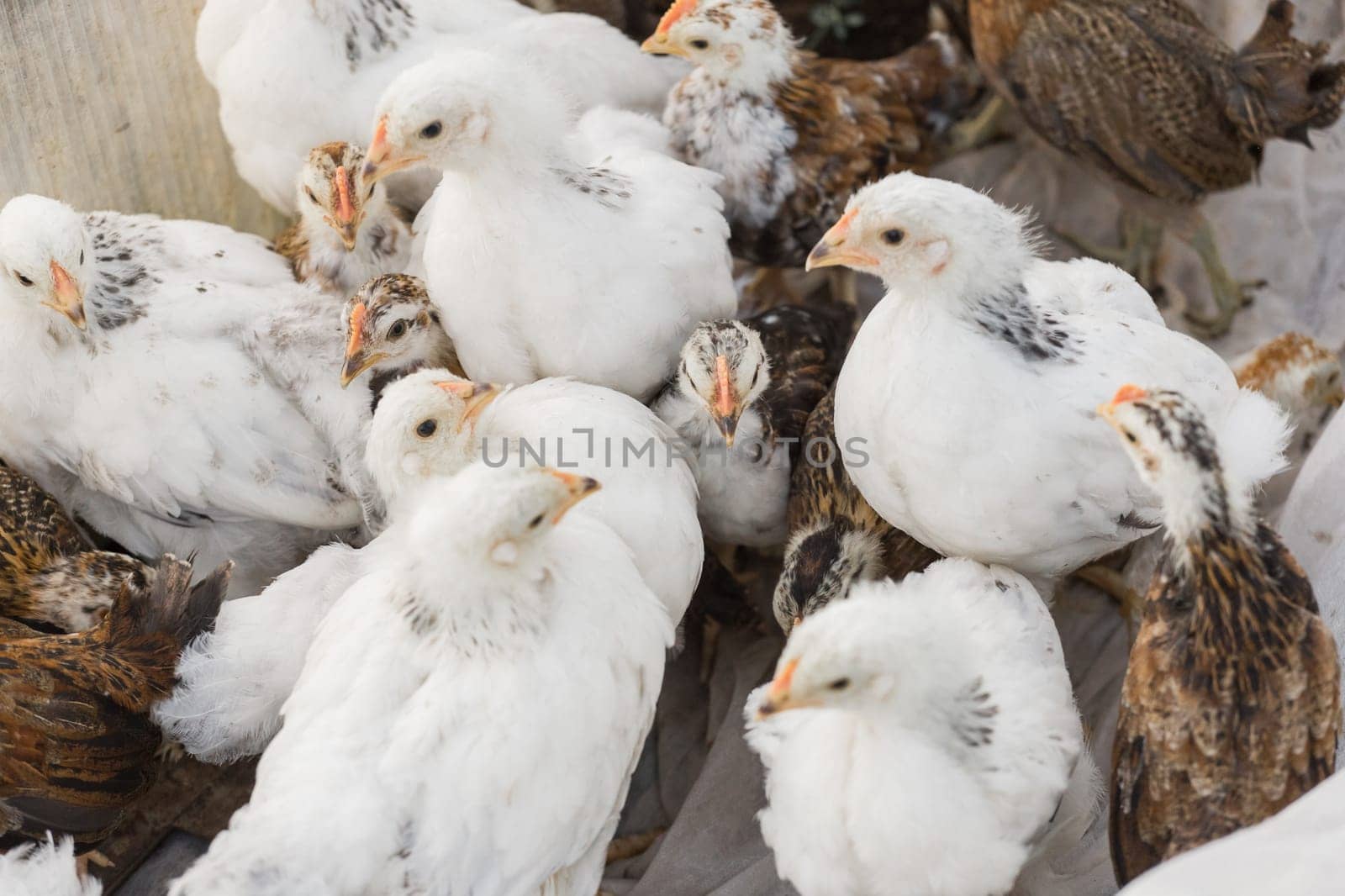 Group white and brown brama Colombian chickens, close-up by AYDO8