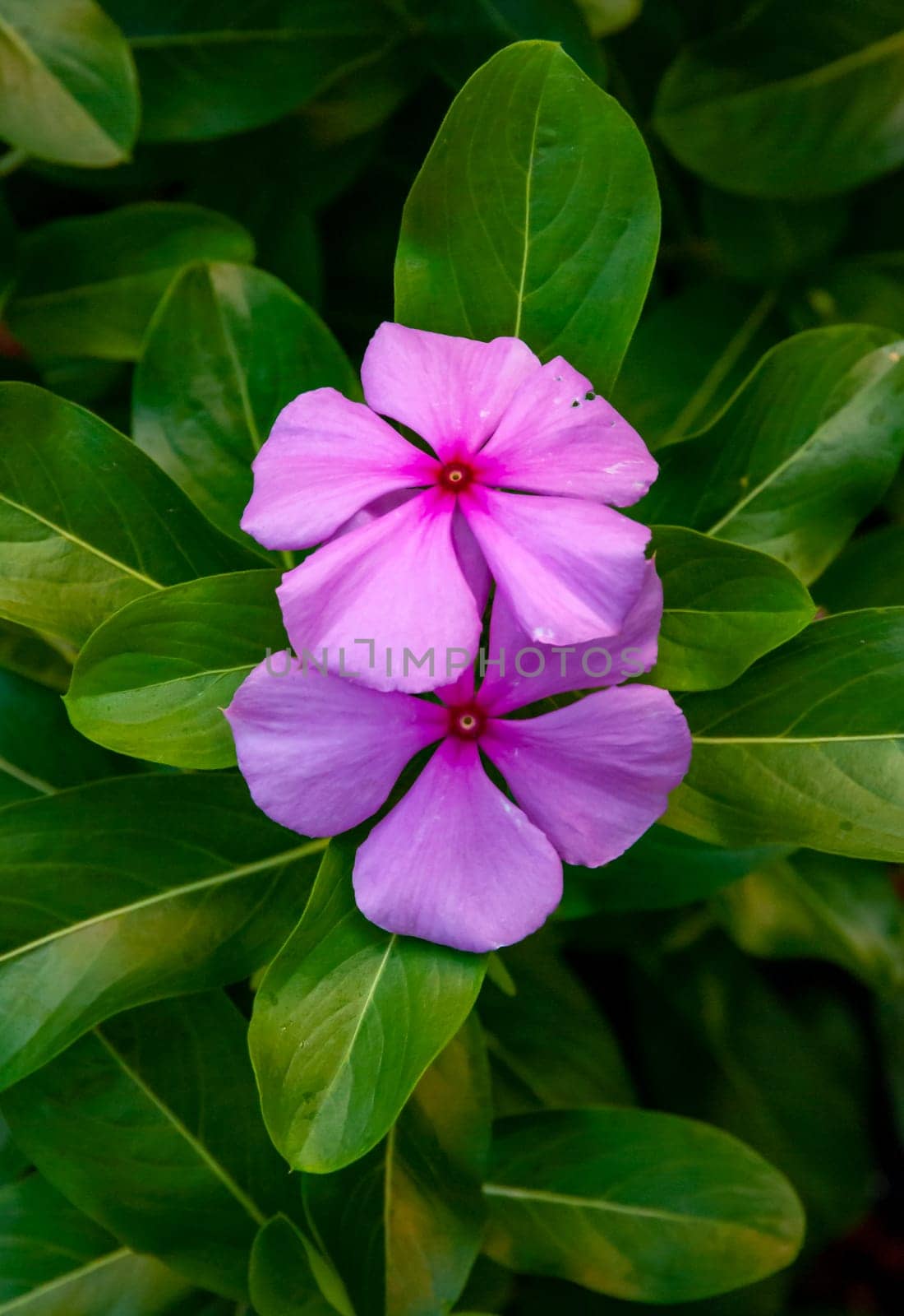 (Catharánthus róseus), Pink flower close up, Florida