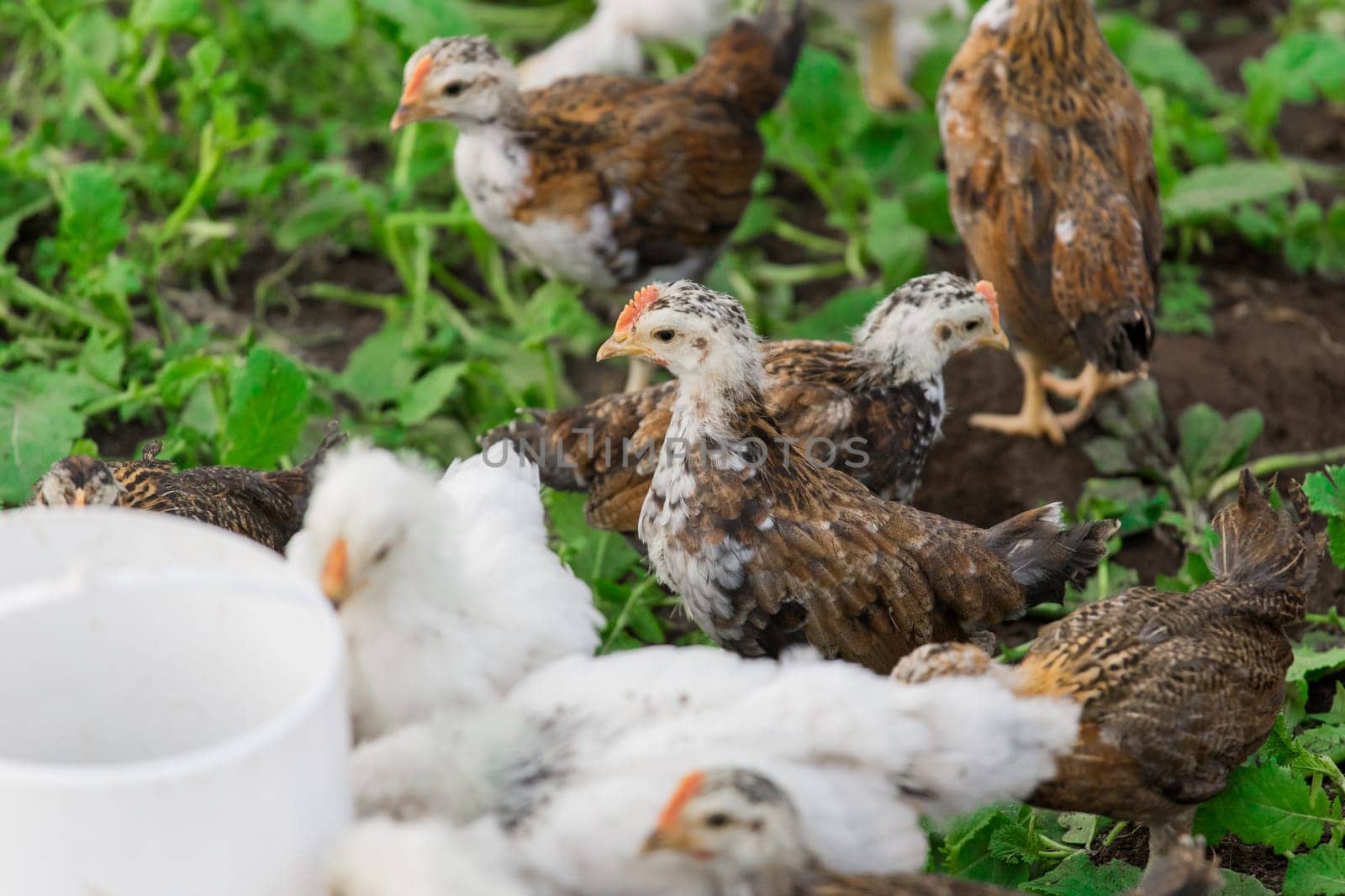 Group white and brown brama Colombian chickens, close-up, poultry farming.