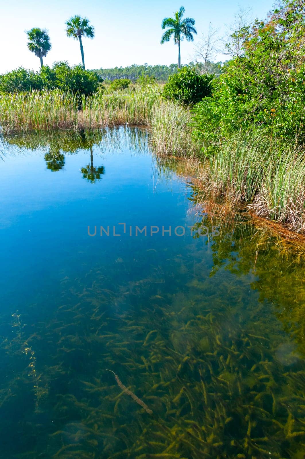 Aquatic and swamp vegetation on the shore and in the water of a freshwater lake in Okefenoke National Park, Florida