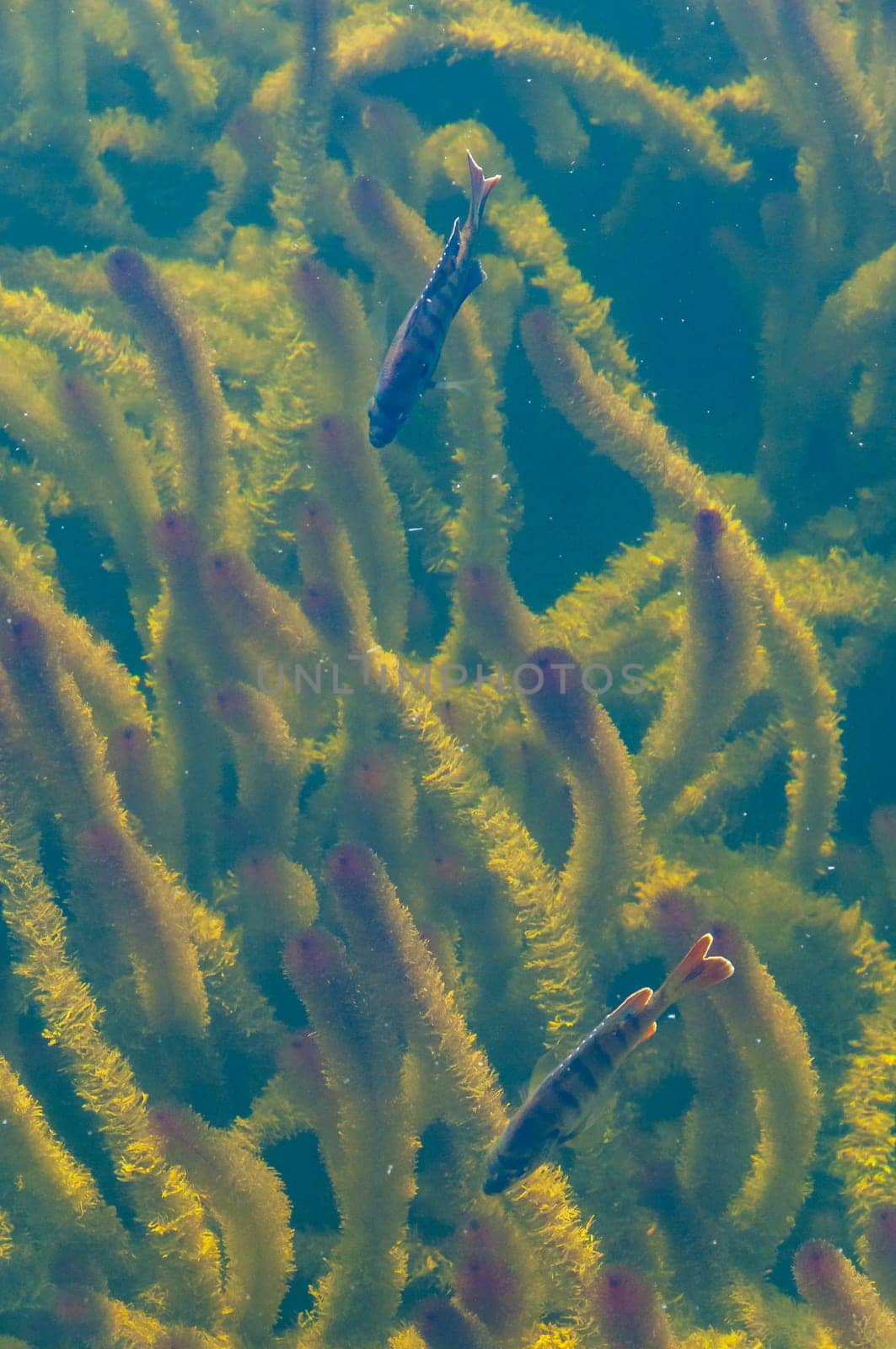 Aquatic vegetation and fish near it in a freshwater lake in Okefenoke National Park, Florida