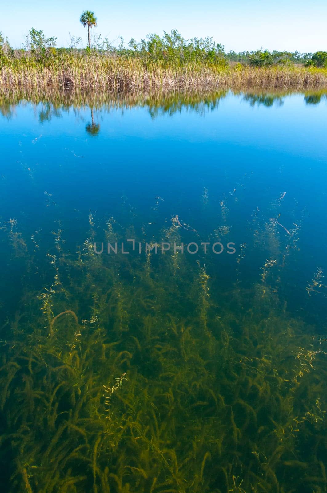 Aquatic and swamp vegetation on the shore and in the water of a freshwater lake in Okefenoke National Park, Florida