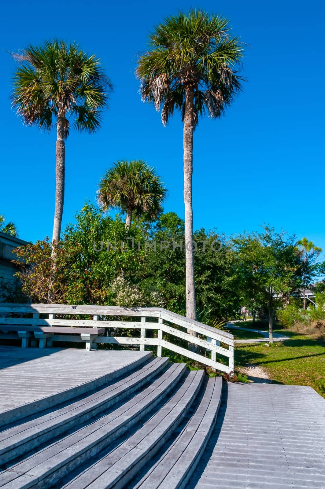 Large palm tree with a smooth trunk near the house, Florida