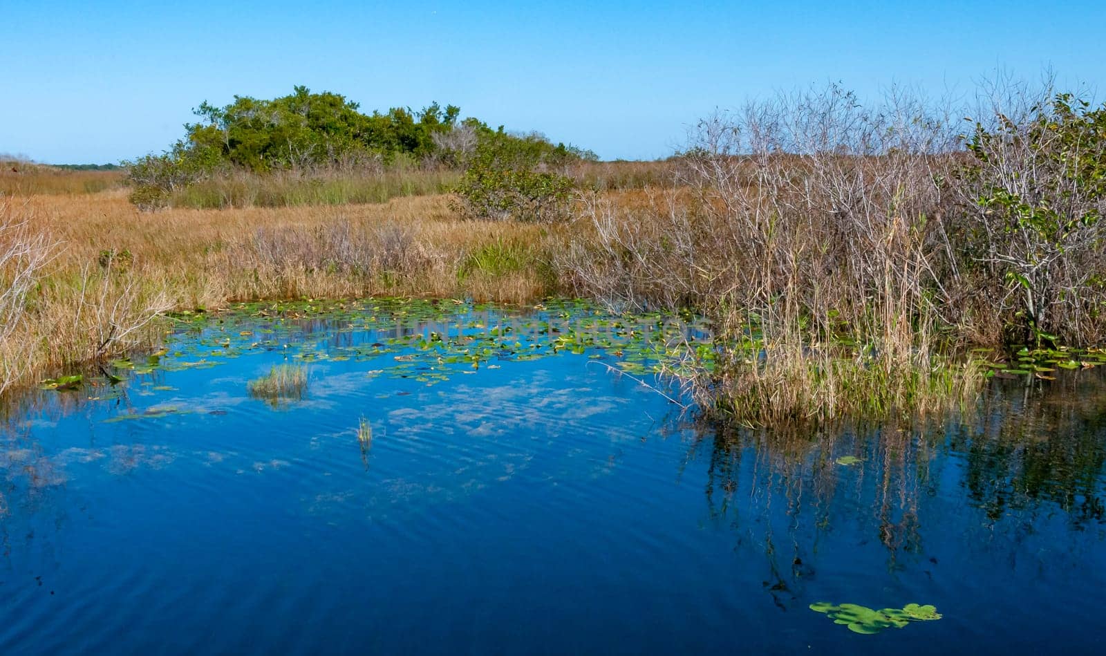 Aquatic and swamp vegetation on the shore and in the water of a freshwater lake in Okefenoke National Park, Florida