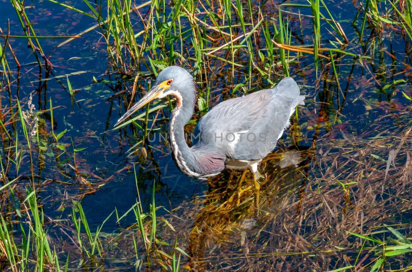 Blue Heron (Egretta caerulea) in a central Florida pond. Florida