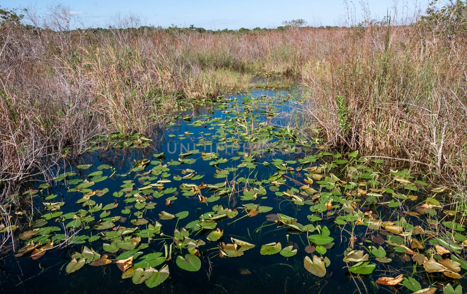 Aquatic and swamp vegetation on the shore and in the water of a freshwater lake in Okefenoke National Park, Florida