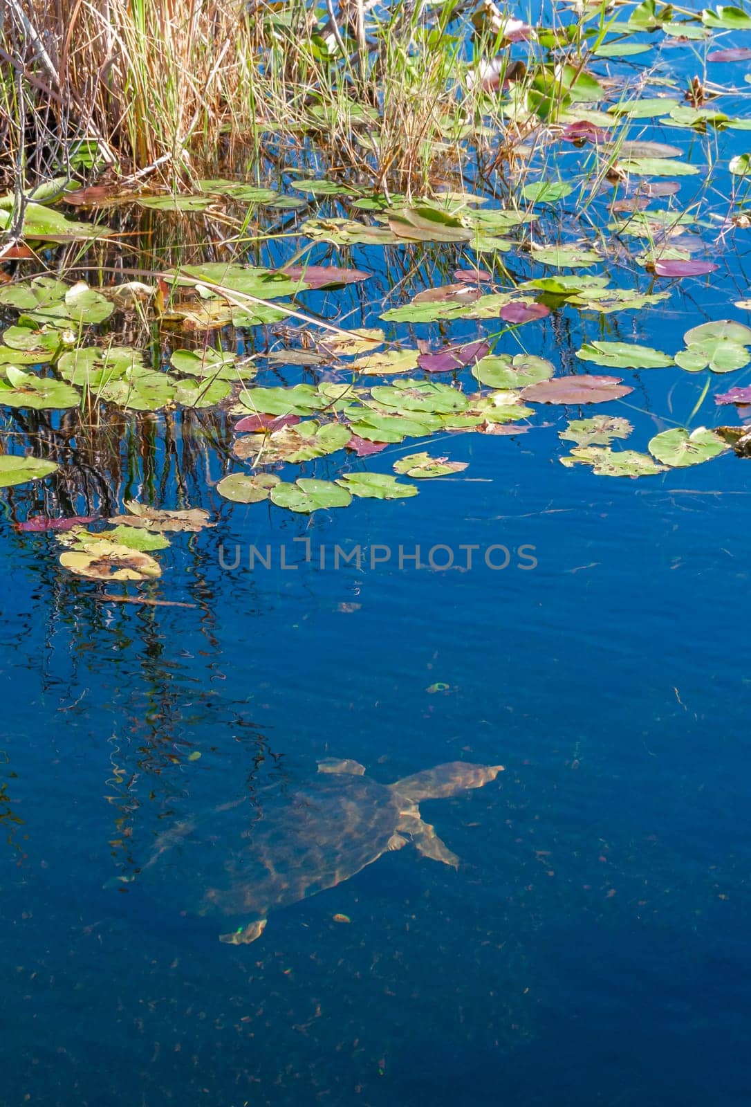 Freshwater turtle in a lake in Okefenoke National Park, Florida