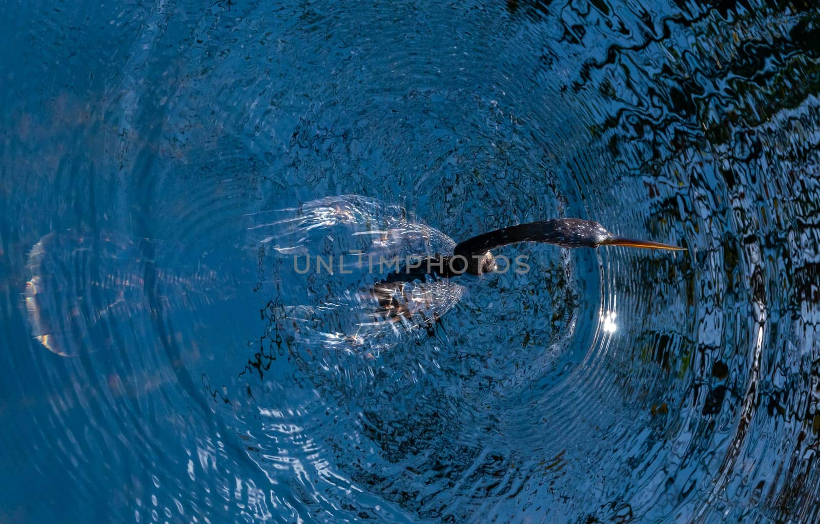 An Anhinga (Anhinga anhinga), waterfowl fishing underwater in a lake in Florida