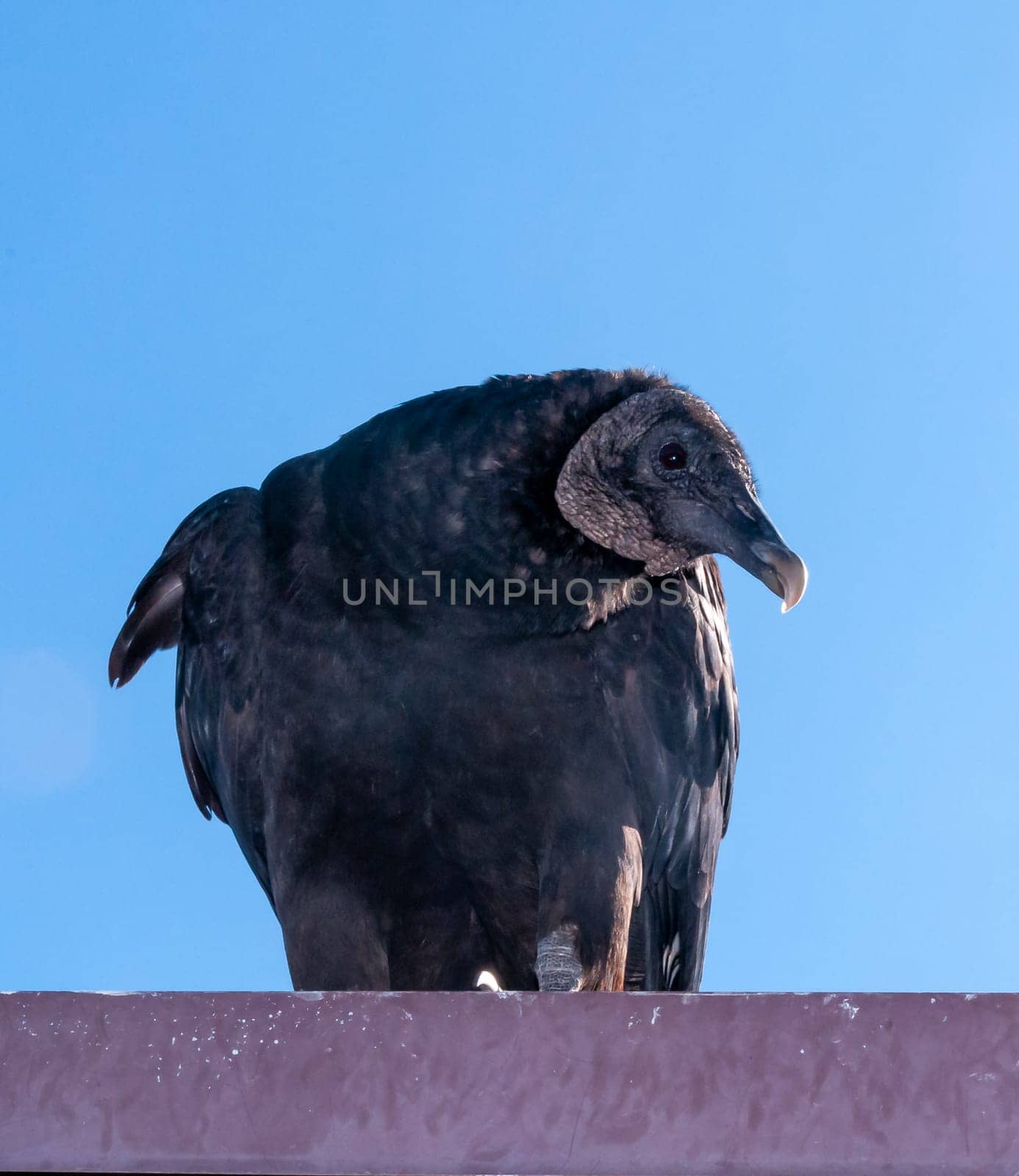 Beautiful Black Vulture (Coragyps Atratus), a bird watching perched on a rooftop in a national park, florida