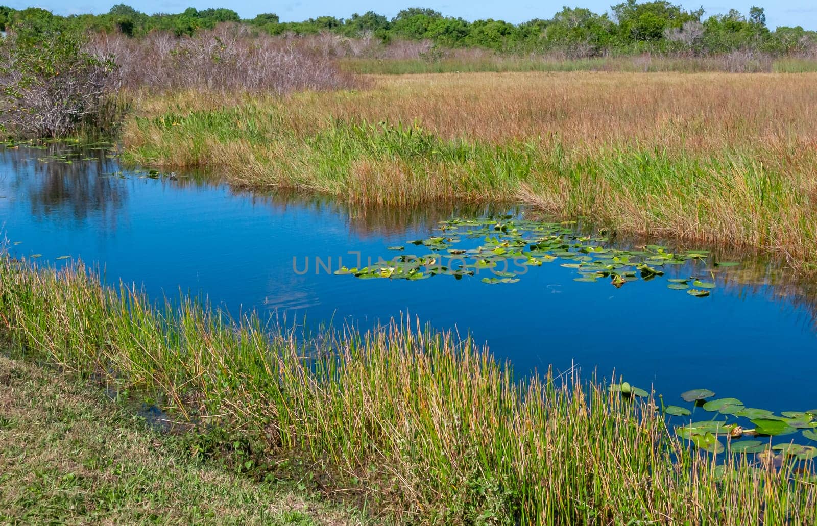 Aquatic and swamp vegetation on the shore and in the water of a freshwater lake in Okefenoke National Park, Florida