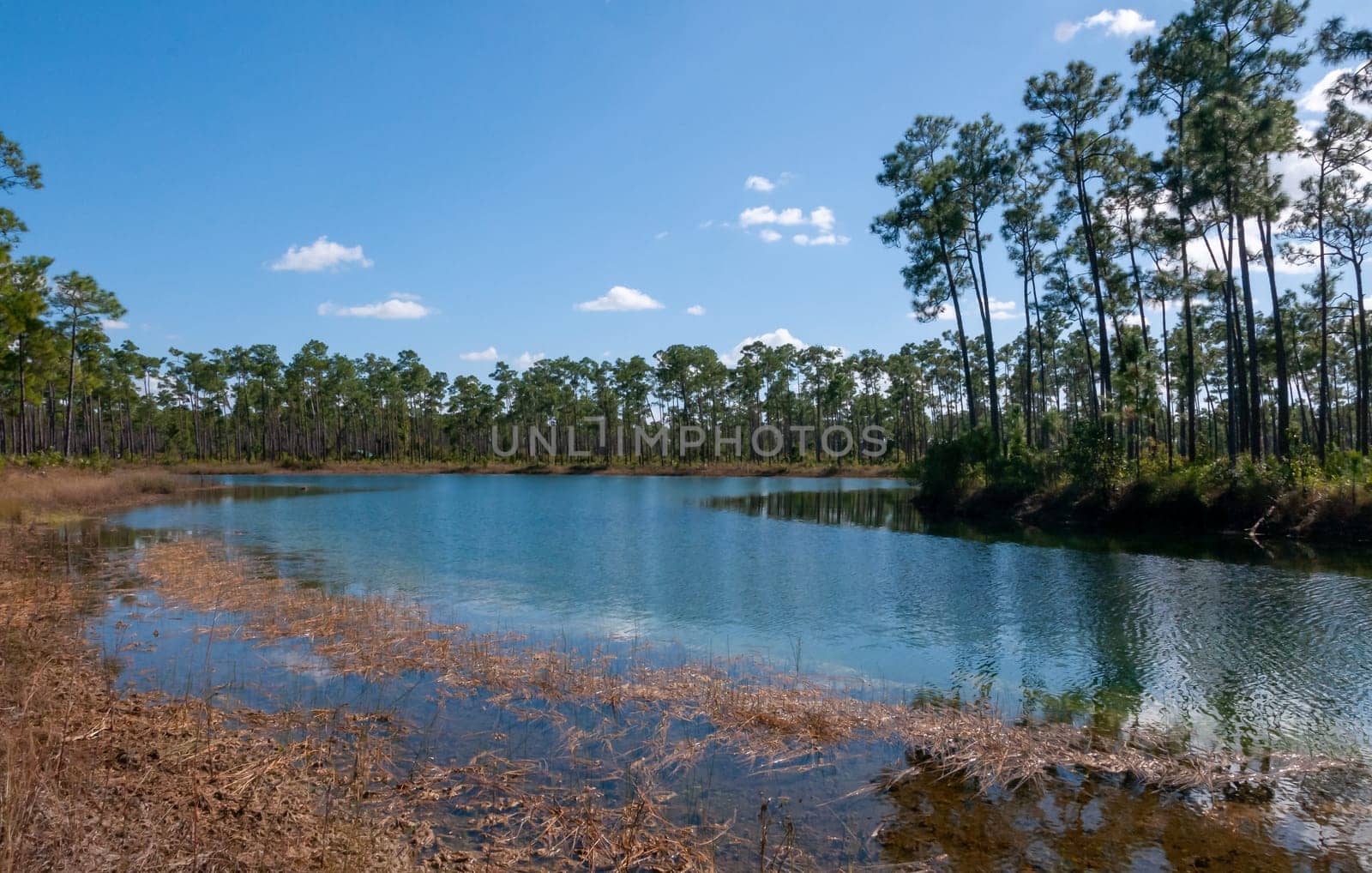 A small forested lake surrounded by woods around a swamp in Florida
