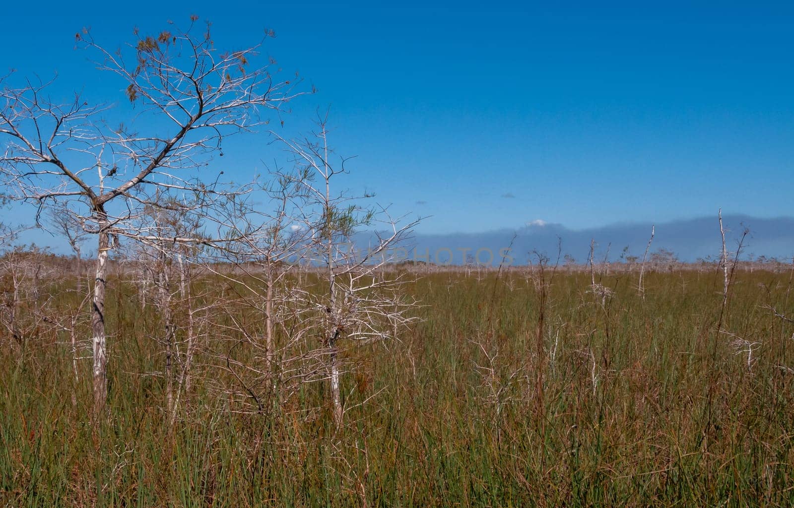 Wild wetland vegetation on the vast plains of south Florida