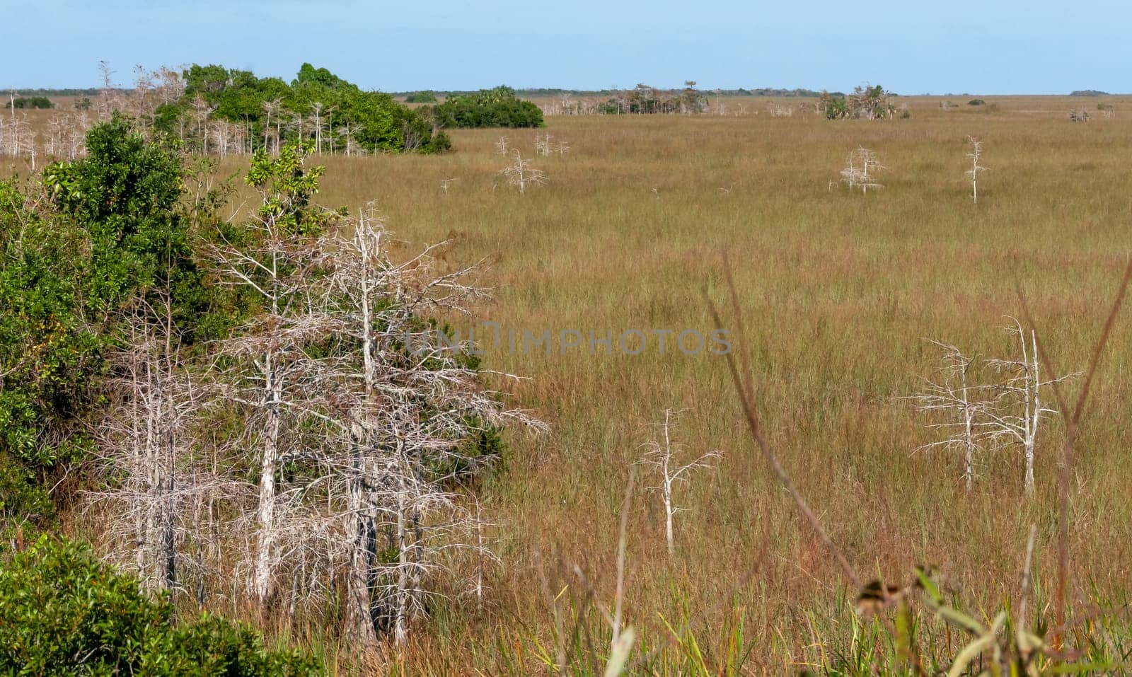 Wild wetland vegetation on the vast plains of south Florida