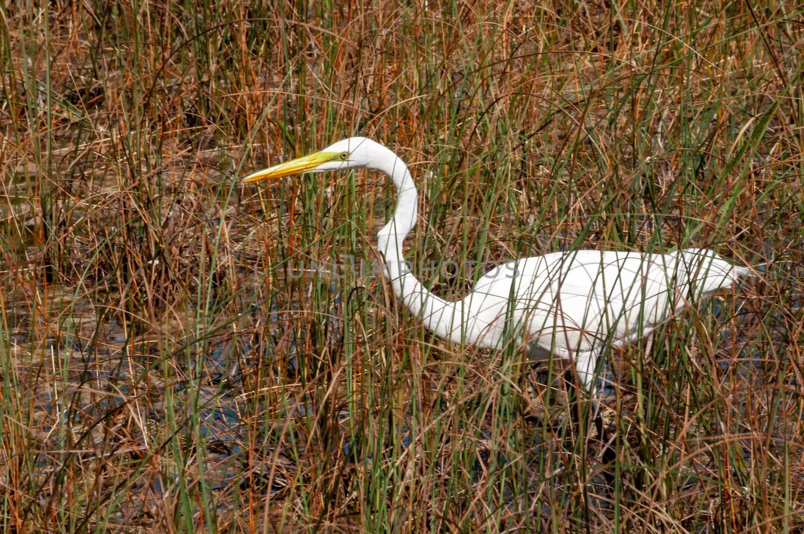 A Great Egret (Ardea alba), bird hunting in the swamp, Florida. Birds USA. 