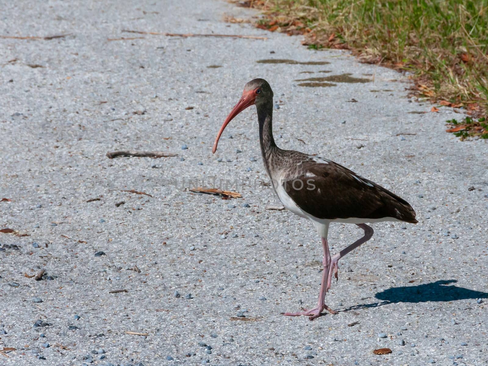 Birds USA. American white ibis (Eudocimus albus), dark juvenile walks the ground, Florida.