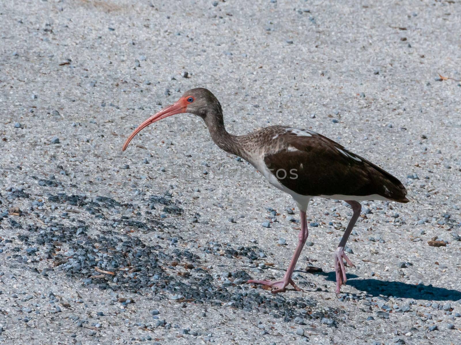 Birds USA. American white ibis (Eudocimus albus), dark juvenile walks the ground, Florida.