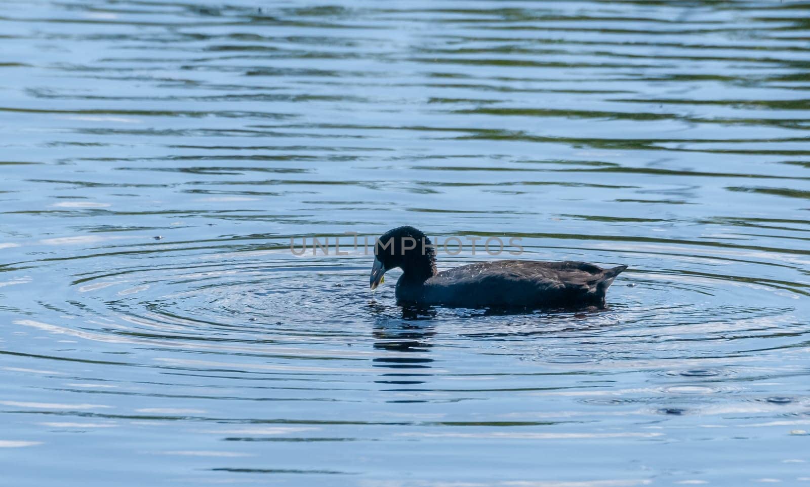 Purple Gallinule (Porphyrio martinicus), Birds swimming in a lake in south Florida