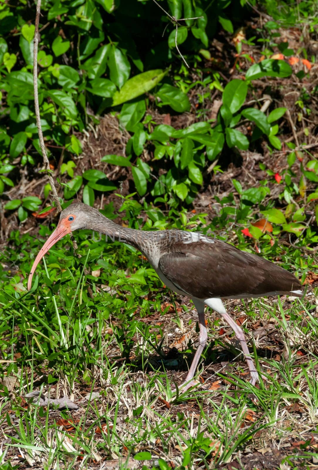 Birds USA. American white ibis (Eudocimus albus), dark juvenile walks the ground, Florida