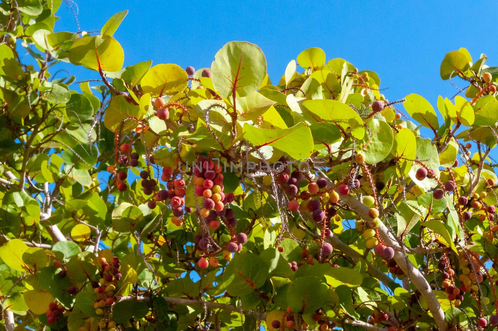Close-up of Sea Grape (Coccoloba uvifera), fruit on a tree in south Florida