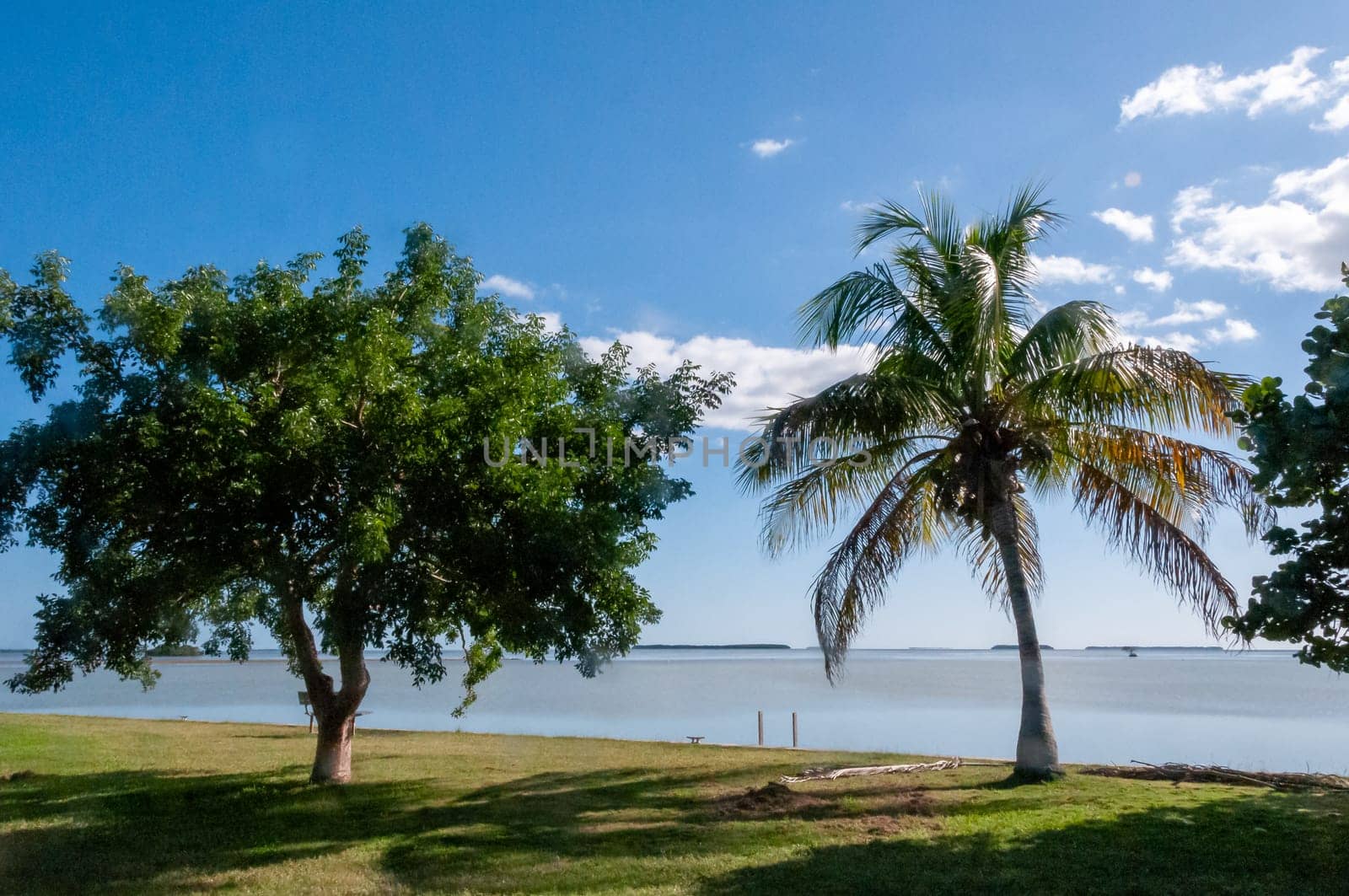 A tree and palm tree on a gulf shore in South Florida