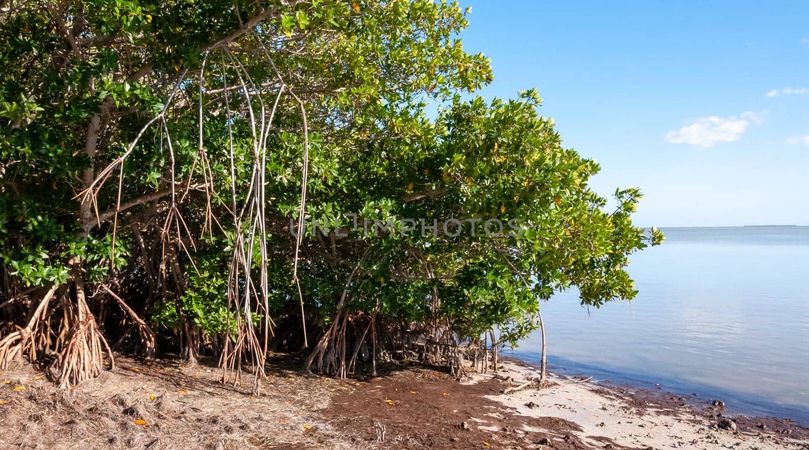 Mangroves on the coast of the Gulf of Mexico in Florida