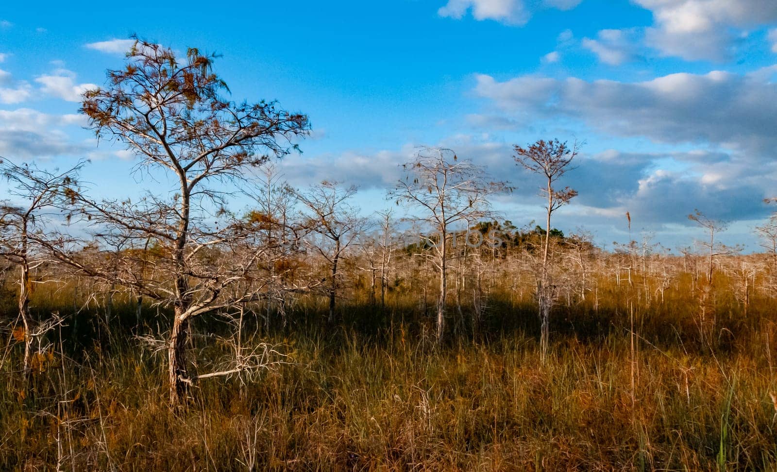 Swamp landscape, Swamp trees and other wild vegetation in autumn, Florida USA