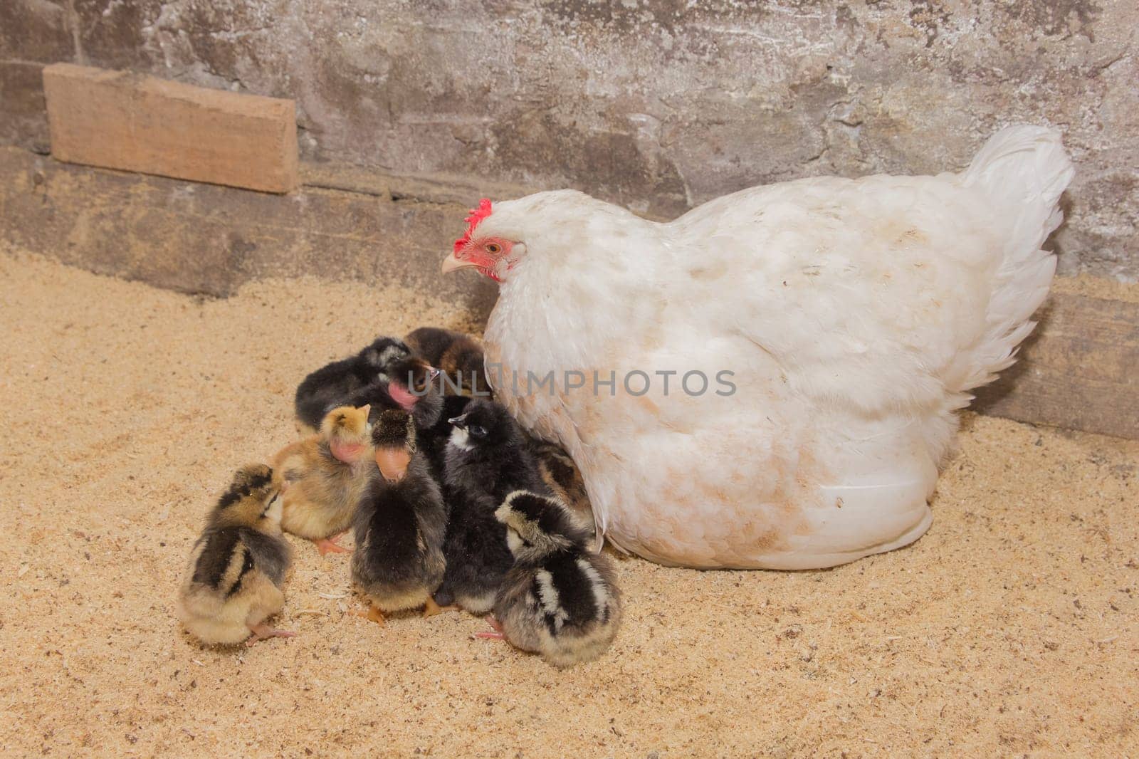 White large homemade country chicken hen with a group of chickens in a barn, close up.