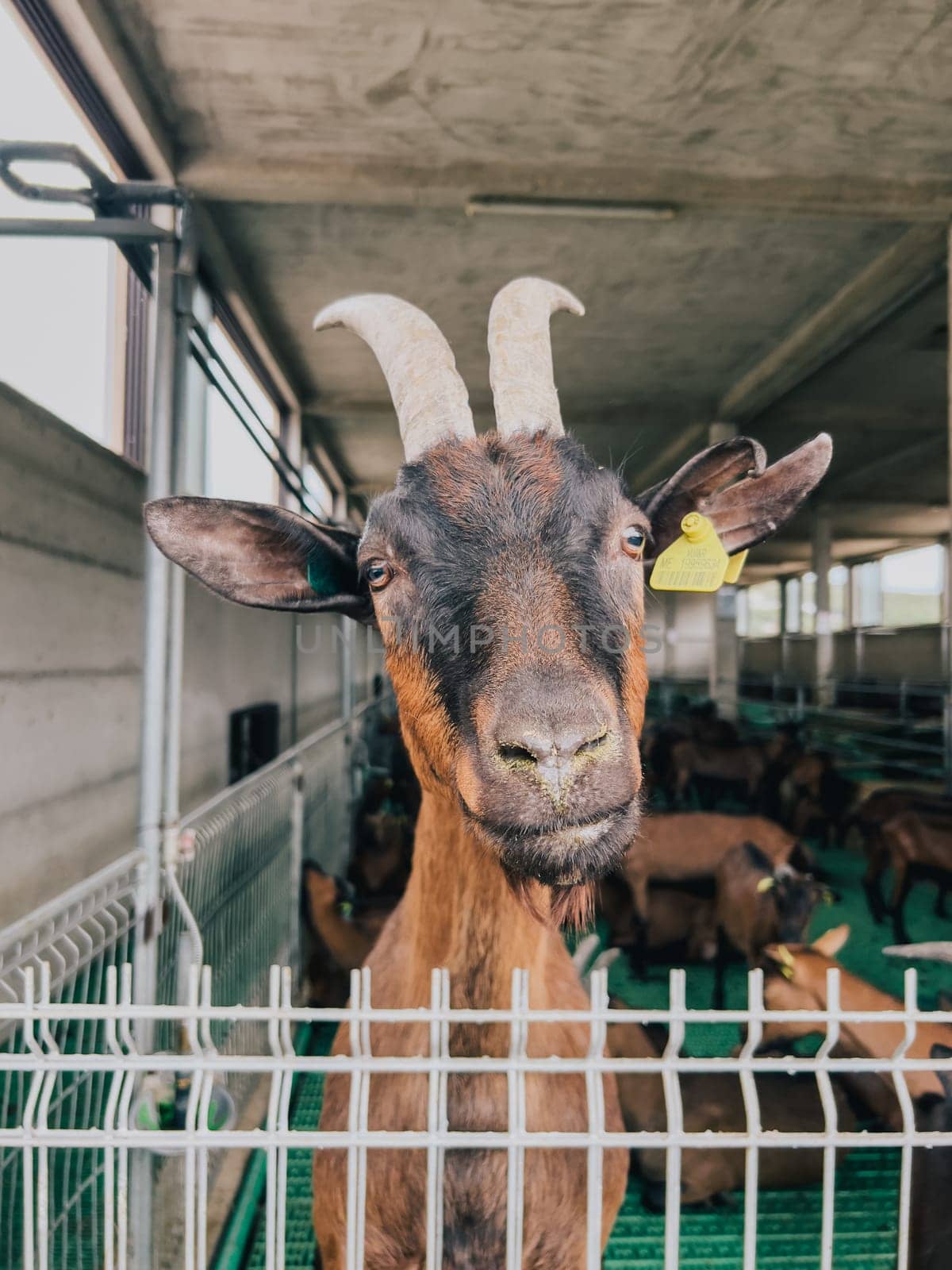 Brown goat with an ear tag peeks out from behind a fence at a farm. High quality photo