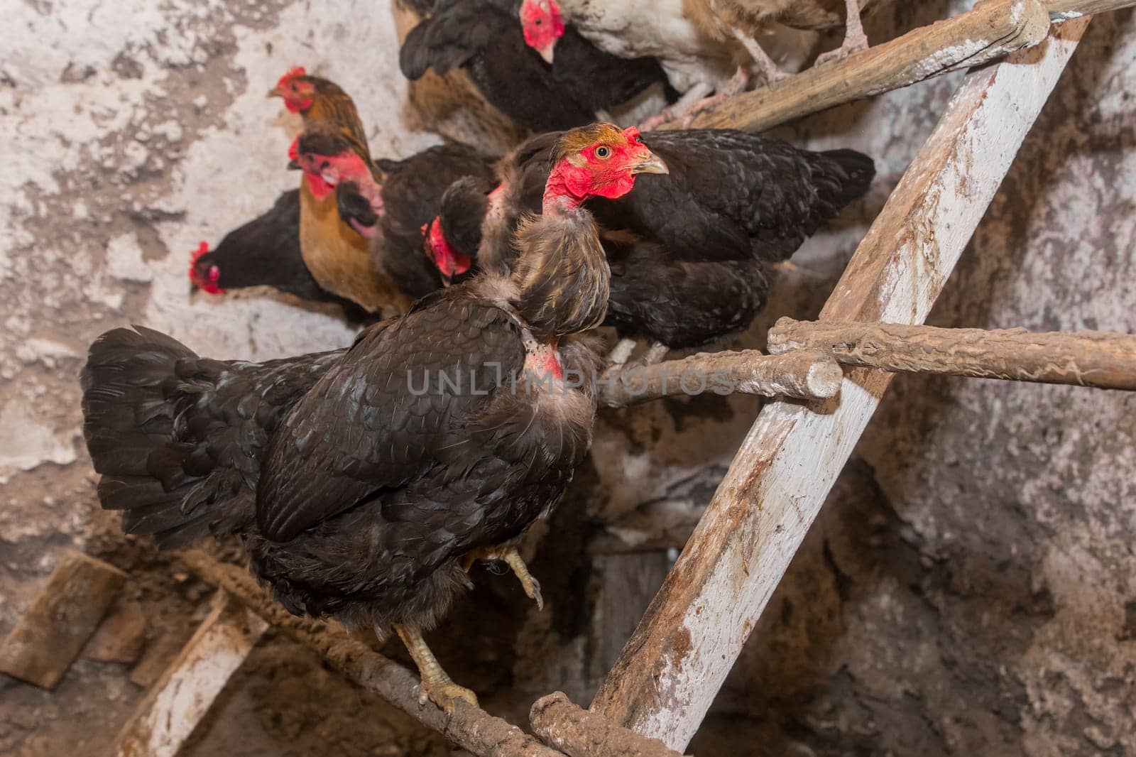 Black domestic chickens hens close up on perch for birds in the barn. Poultry farming by AYDO8