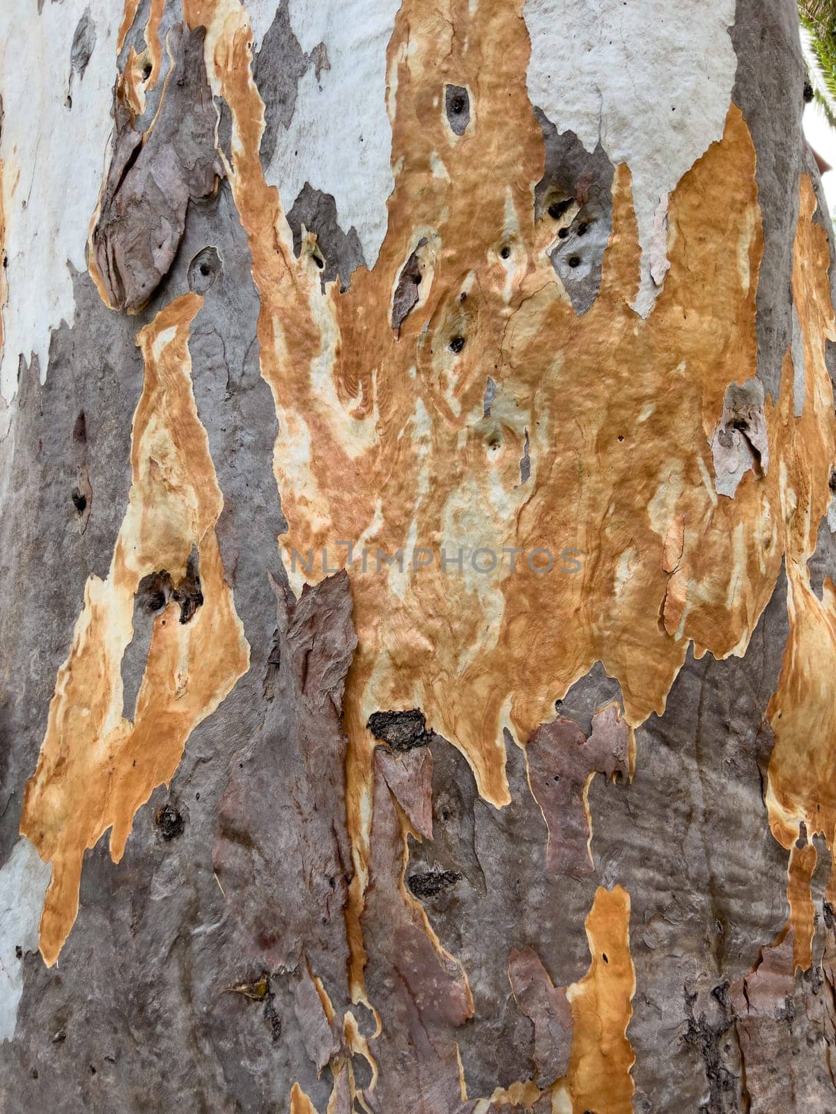 Peeled brown tree bark on the trunk. High quality photo