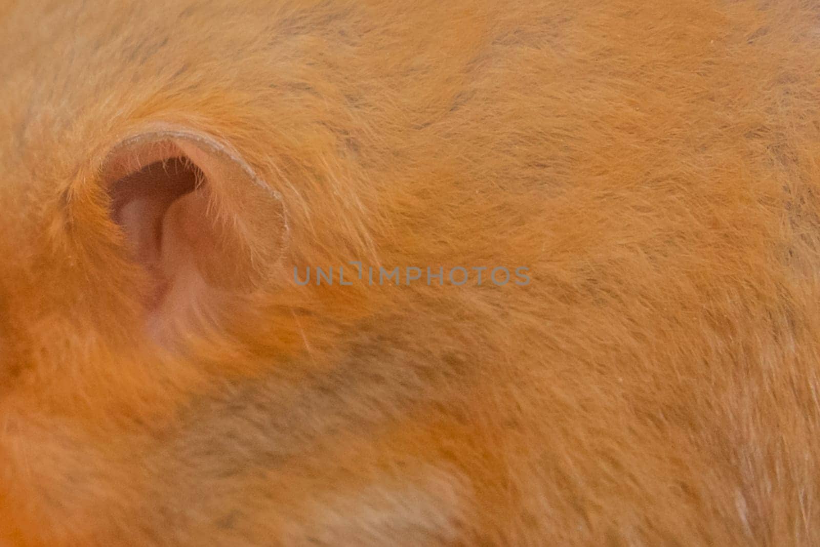 Red hamster ear close-up of domestic rodent macro soft focus.