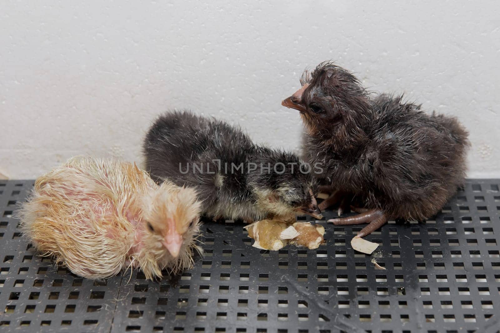 A group of cute little fluffy chicken newborns chicks in an incubator, poultry farming and incubation by AYDO8