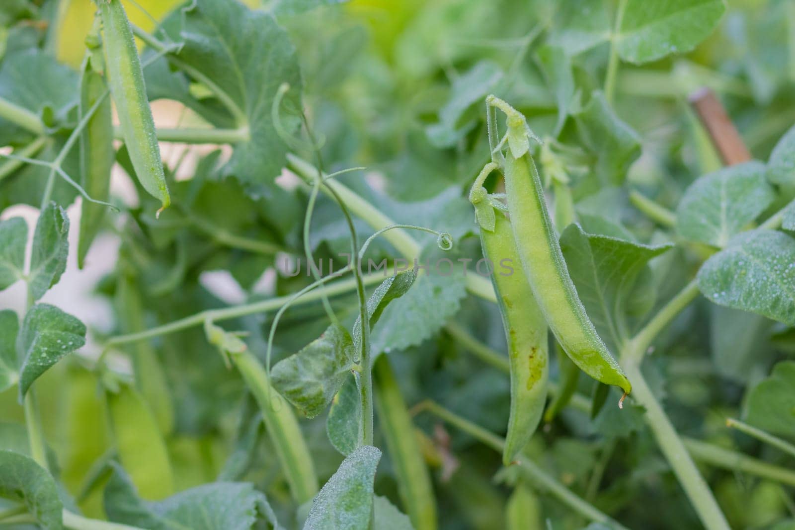 Green peas grow in the garden. Beautiful close up of green fresh peas and pea pods. Healthy food.