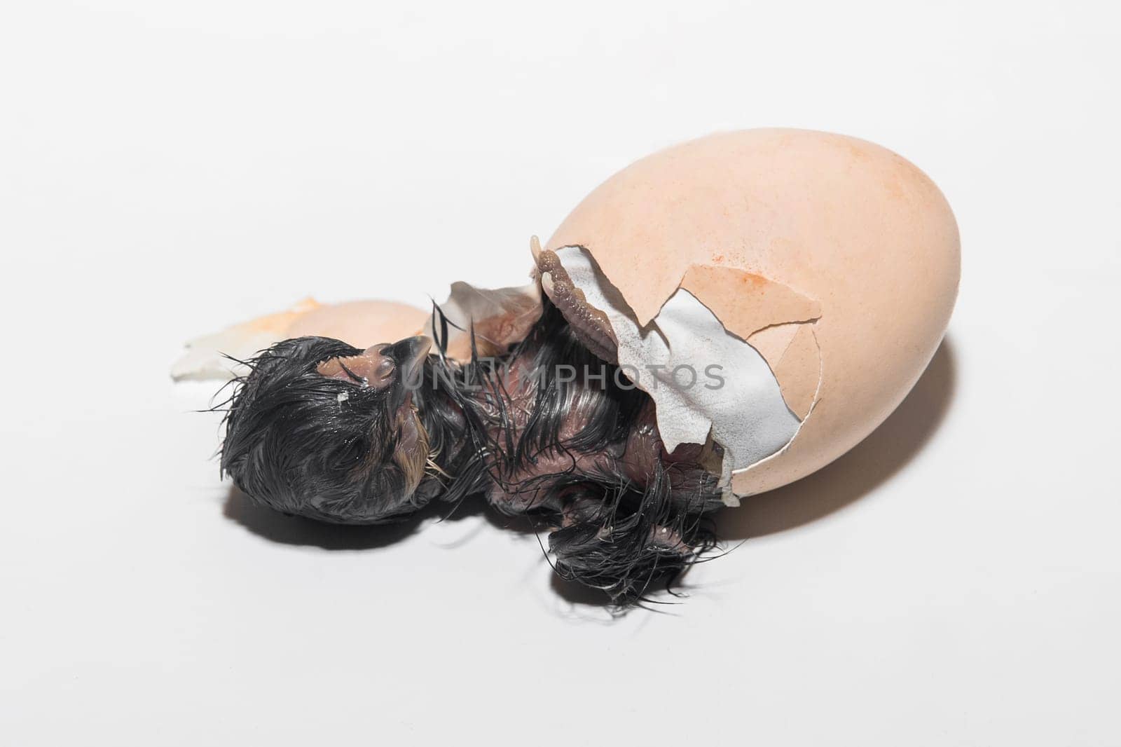 Close-up of dark newborn cute little chick trying to get out of hatching chicken egg on white background.