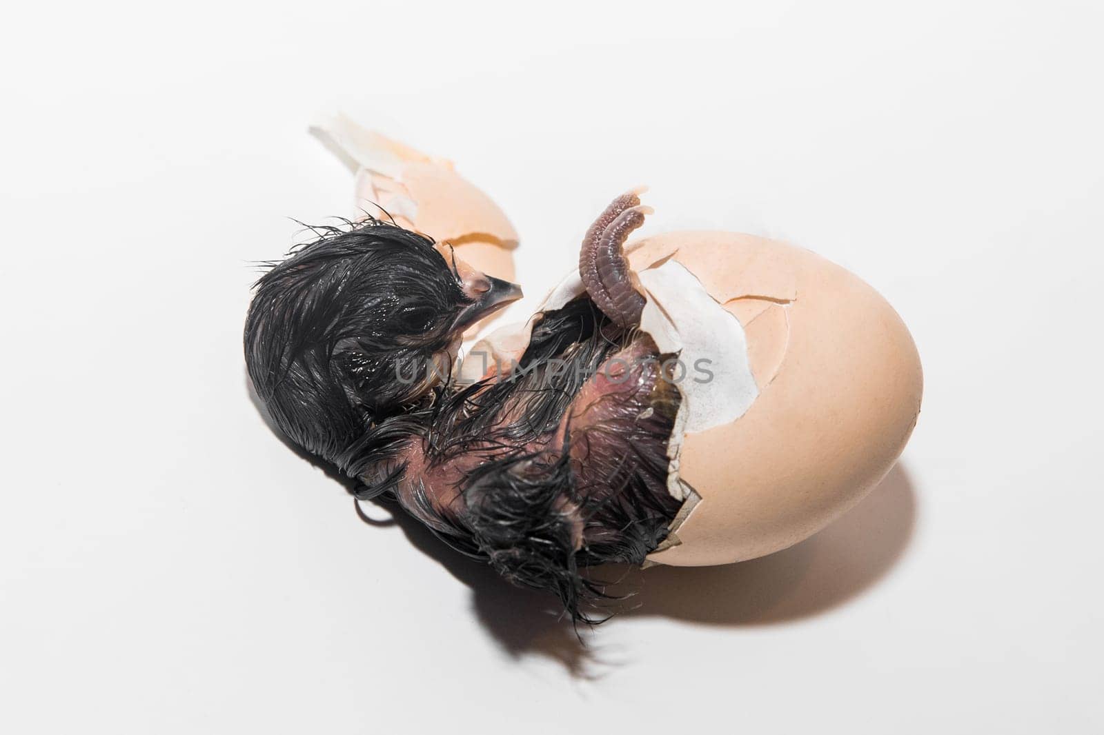 Close-up of dark newborn cute little small chick trying to get out of hatching chicken egg shell on white background.