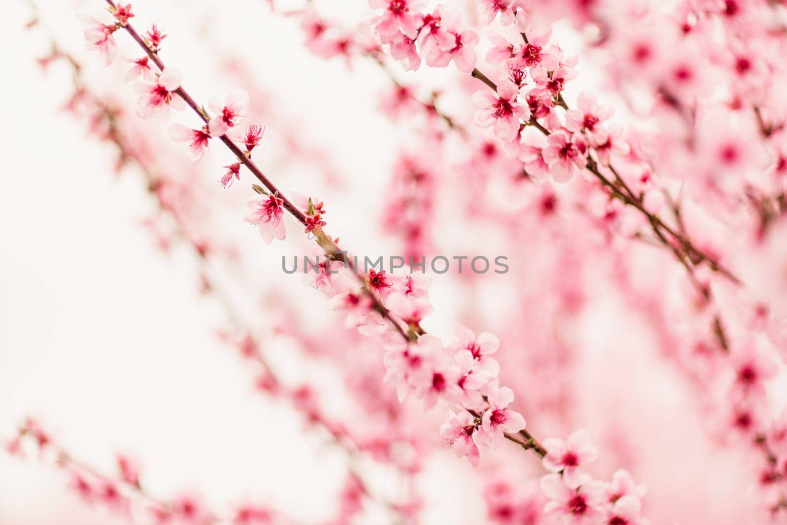 A peach blooms in the spring garden. Beautiful bright pale pink background. A flowering tree branch in selective focus. A dreamy romantic image of spring. Atmospheric natural background by Matiunina