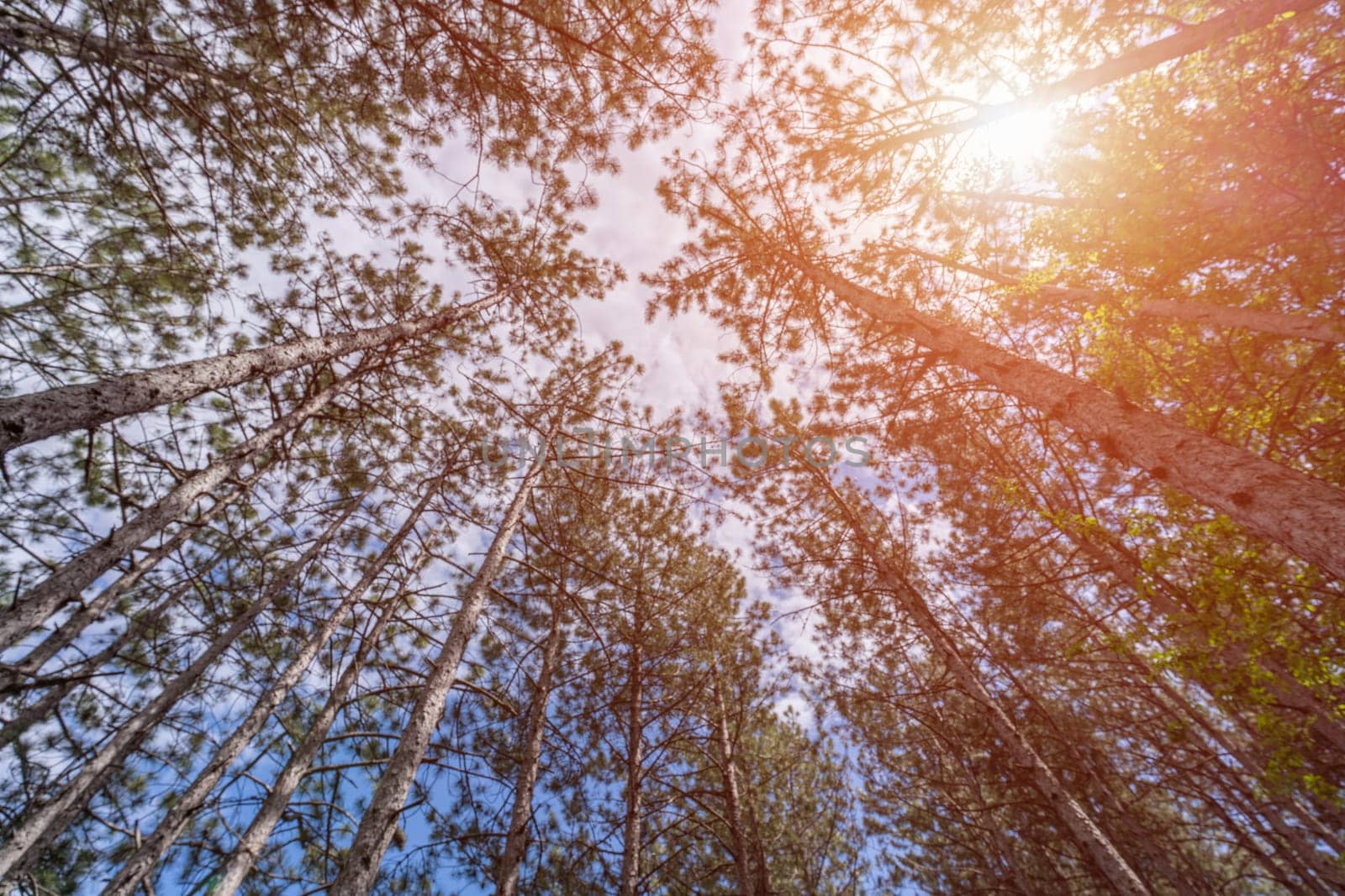 forest with a view from the bottom of the tree canopy, a photograph showcases the peaceful and calming atmosphere of a forest, inviting viewers to immerse themselves in natur