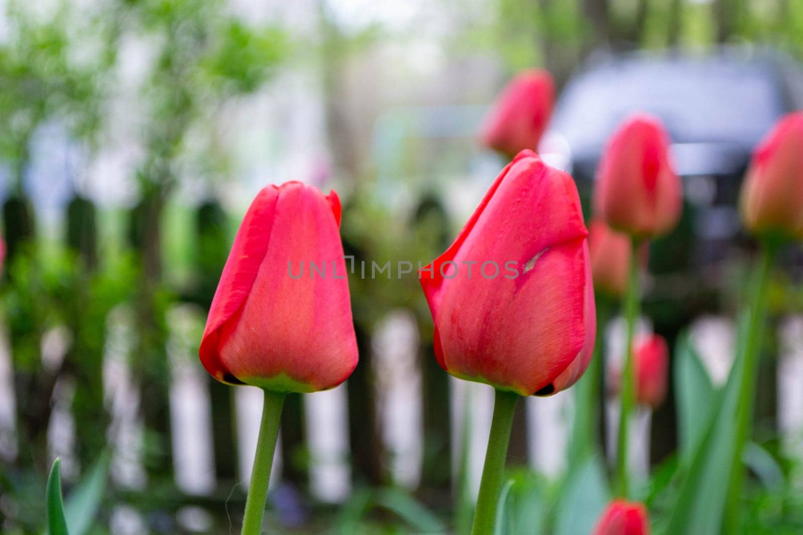 Spring Tulips in bloom with red and green colors.