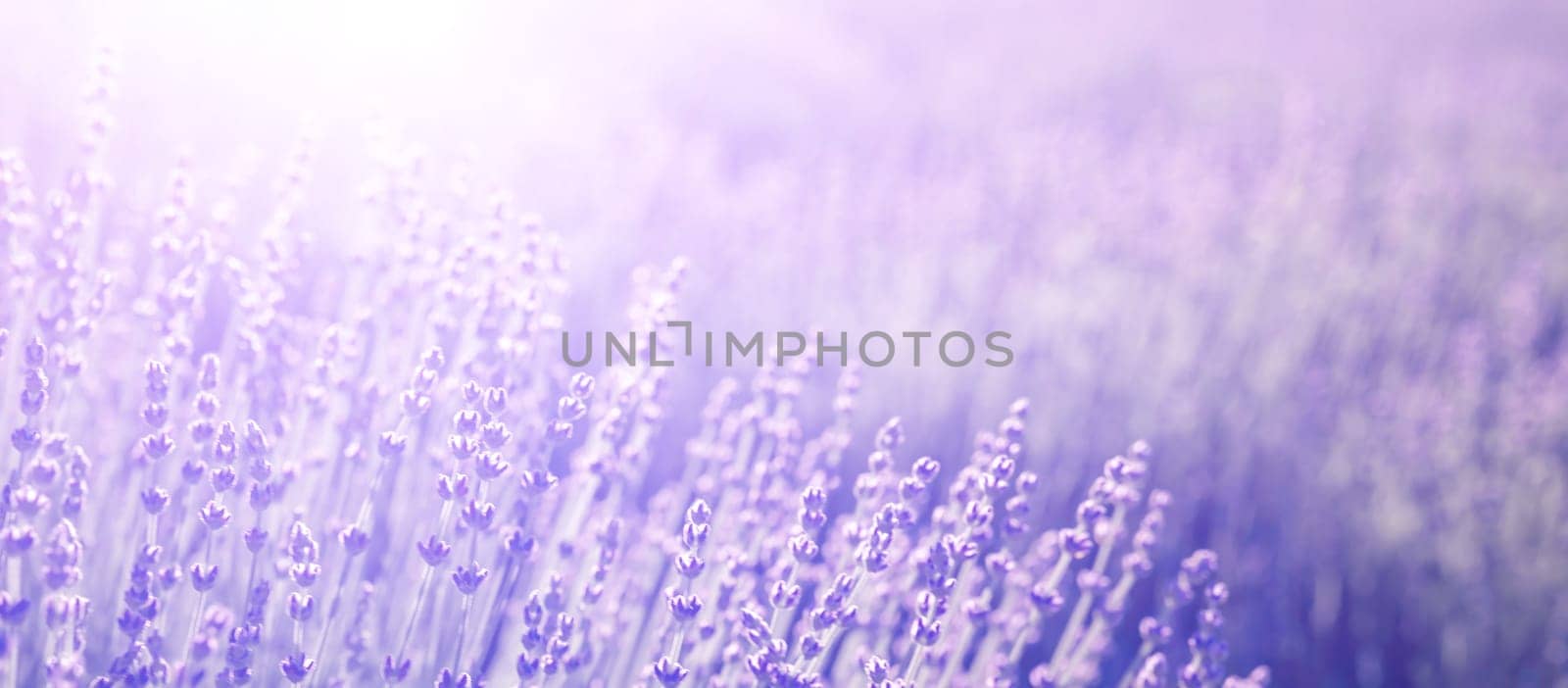 Lavender field banner. With soft light effect for floral background on horizontal web header or banner. by Matiunina