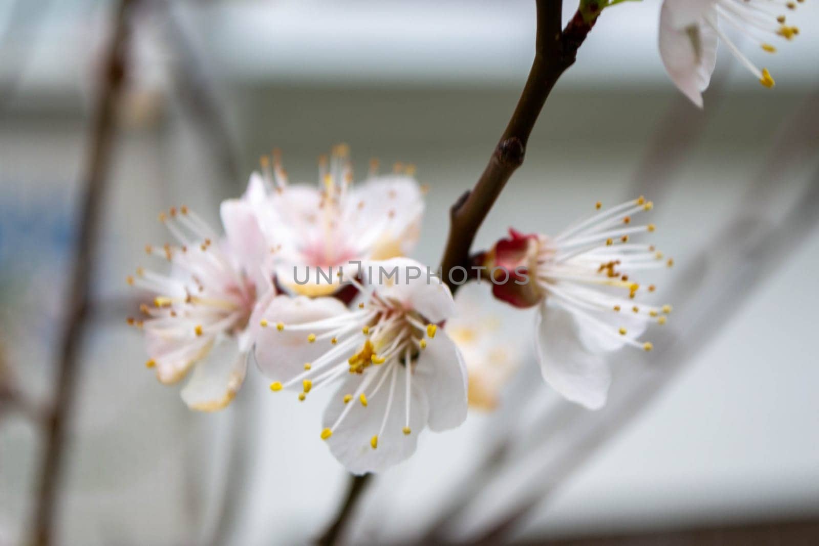 Beautiful Pink Sakura flowers, cherry blossom during springtime against blue sky, toned image with sun leak . High quality photo