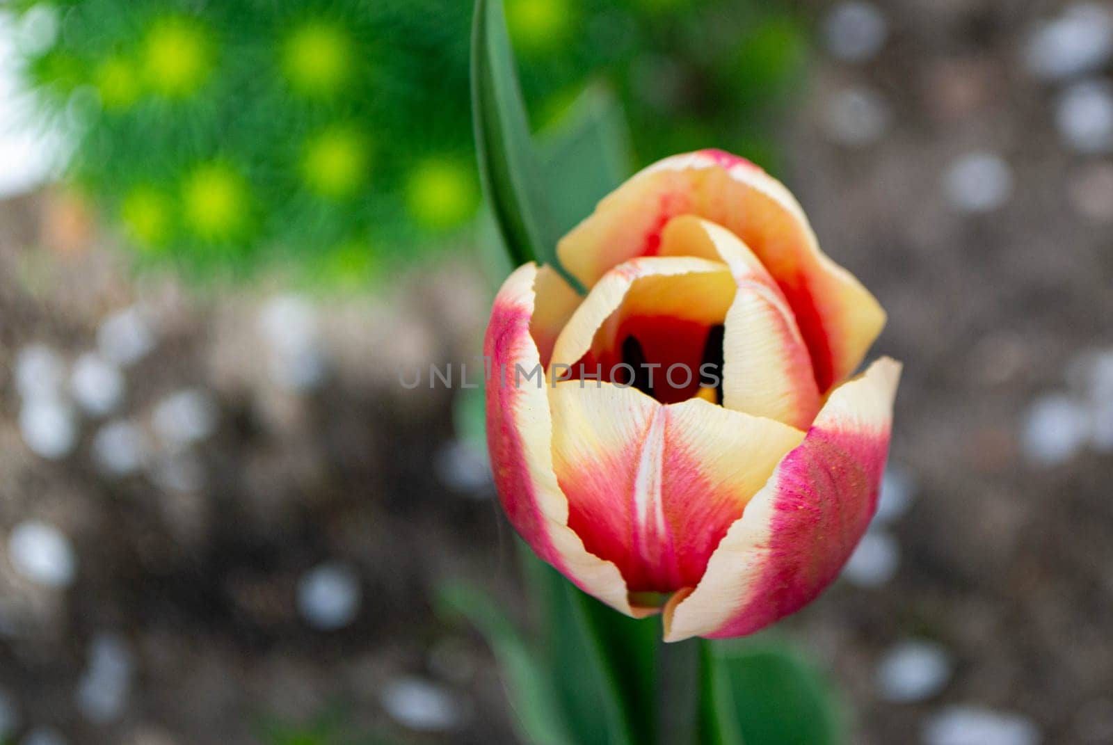 Spring Tulips in bloom with red and green colors.