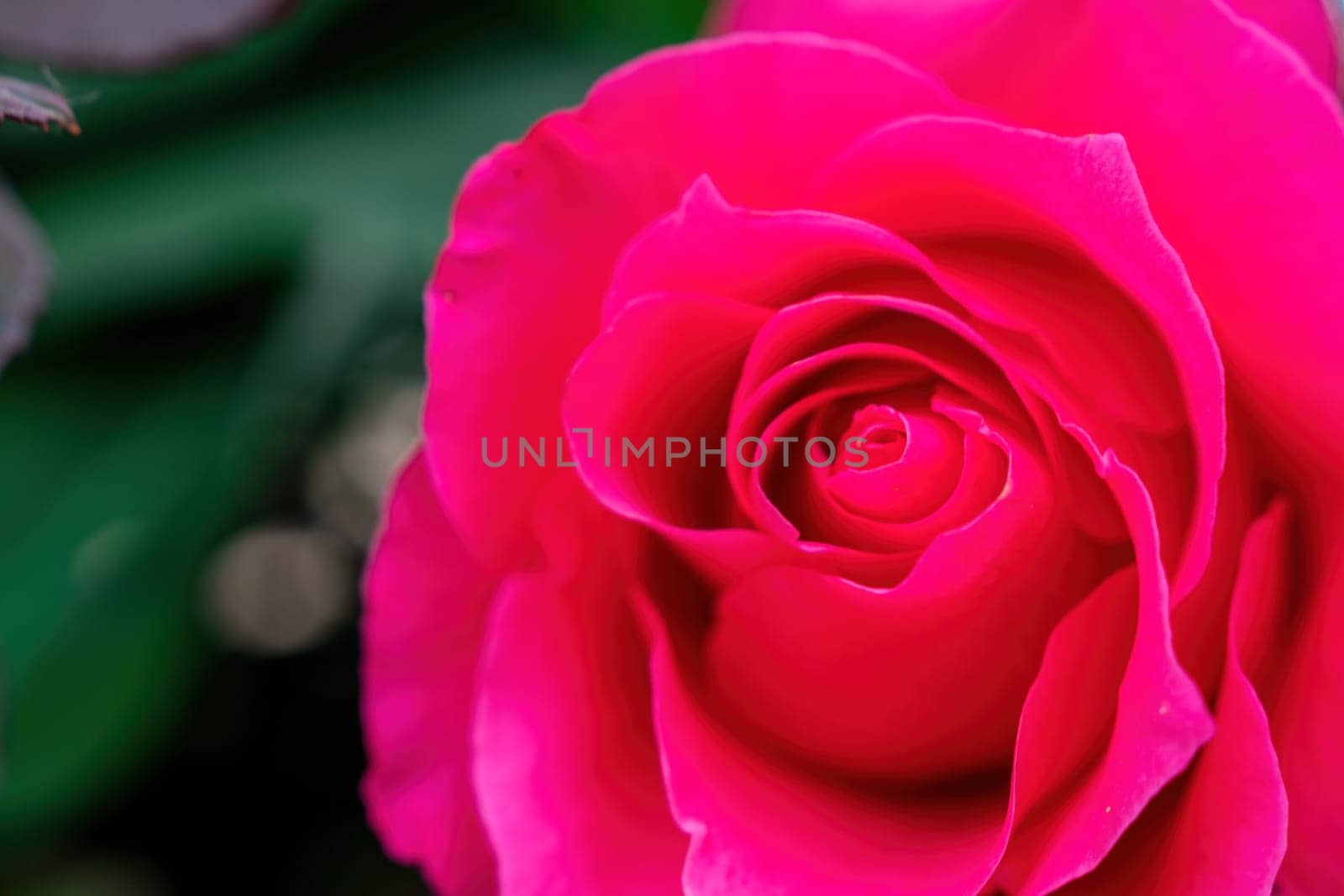 Beautiful Rose and Rosebuds in Rose Garden, Close Up, Selective Focus